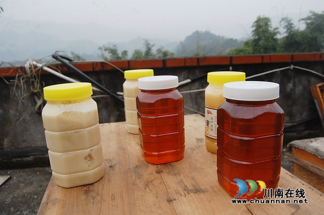纳溪：“与蜂共舞”十八载，鞋匠变身“养蜂达人”(图6)