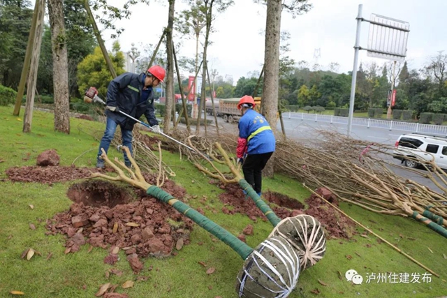 泸州将在这四条景观大道上做“文章”(图3)