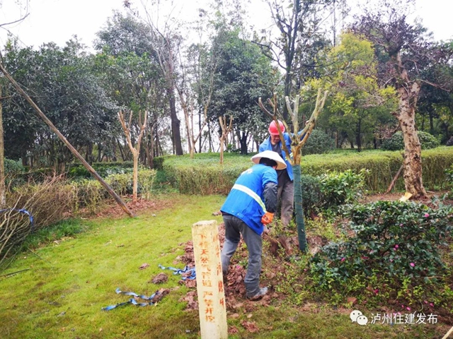 泸州将在这四条景观大道上做“文章”(图4)