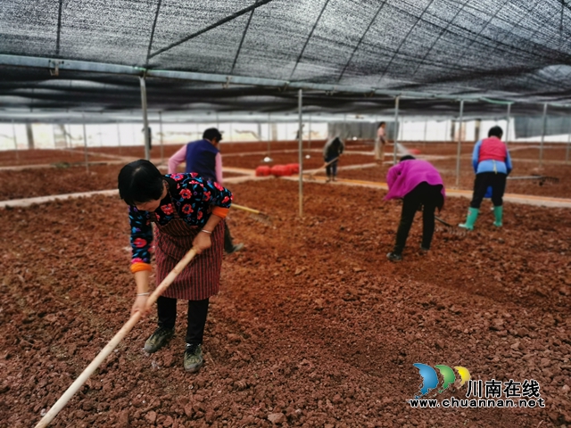 泸县立石镇：与“菌”共走致富路(图3)