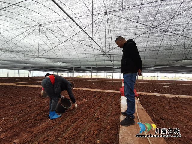 泸县立石镇：与“菌”共走致富路(图4)