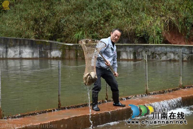 山涧溪流活源头，桫椤树下鱼儿游！“赤摆摆”高山冷水鱼品质看得见(图3)