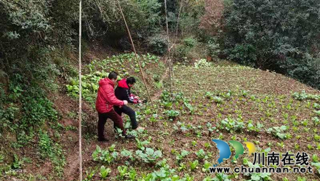 龙马潭区鱼塘街道：捣毁百余米粘鸟网，解救放飞野鸟(图1)