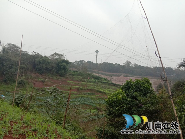 龙马潭区鱼塘街道：捣毁百余米粘鸟网，解救放飞野鸟(图2)