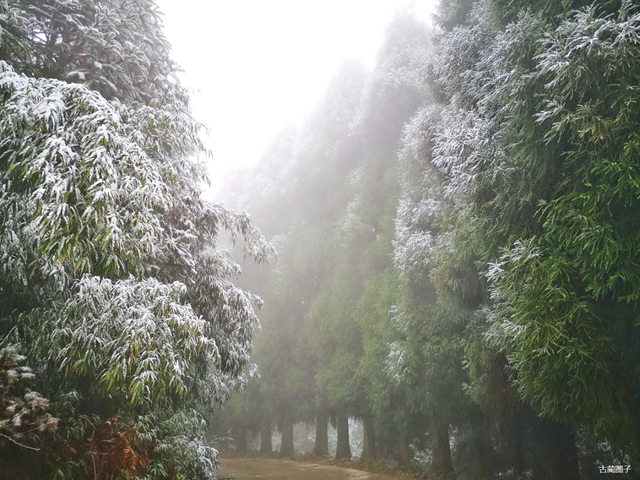 古蔺箭竹蔓岭的雪来了！快看！(图5)