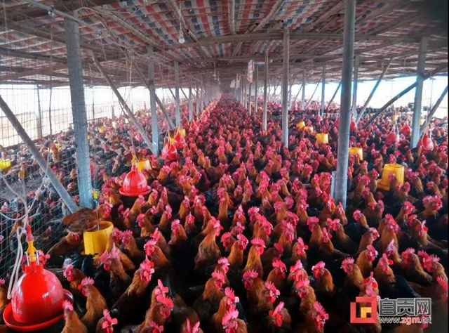 厉害了！自贡这两个镇（乡）全国有“品”