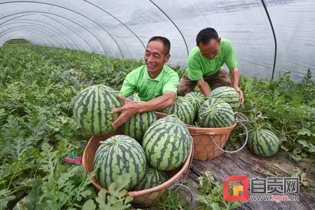 厉害了！自贡这两个镇（乡）全国有“品”(图4)