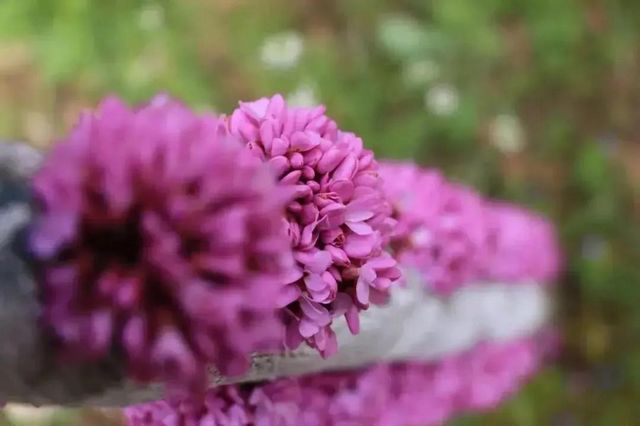 泸州长江滨江路景观已恢复原貌，四条景观大道升级完成(图6)