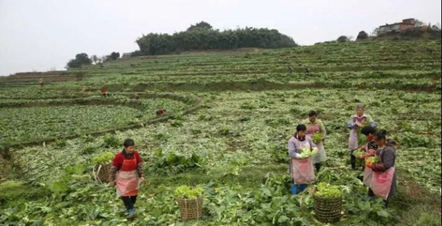 泸州：儿菜地里丰收景(图1)