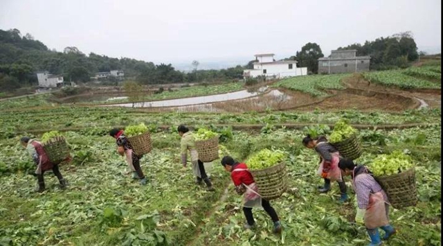 泸州：儿菜地里丰收景(图2)