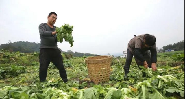 泸州：儿菜地里丰收景(图3)