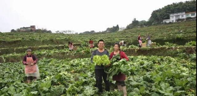 泸州：儿菜地里丰收景(图4)
