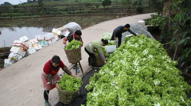泸州：儿菜地里丰收景(图5)