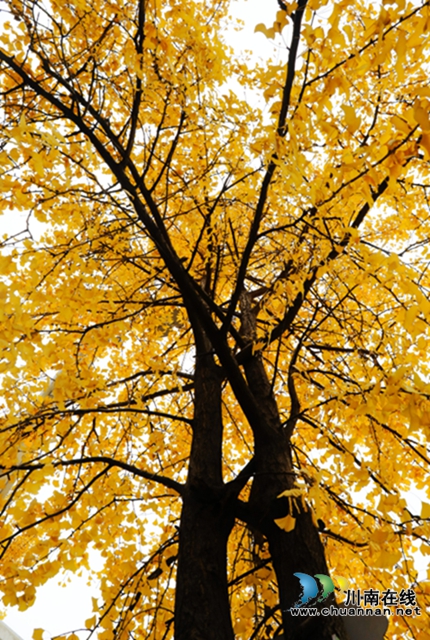 银杏黄了！酒城泸州迎来新一轮“颜值”高峰(图1)