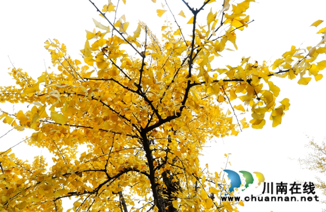 银杏黄了！酒城泸州迎来新一轮“颜值”高峰(图7)