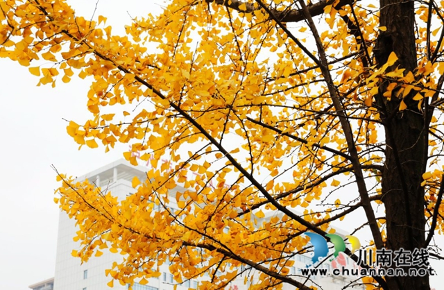 银杏黄了！酒城泸州迎来新一轮“颜值”高峰(图4)