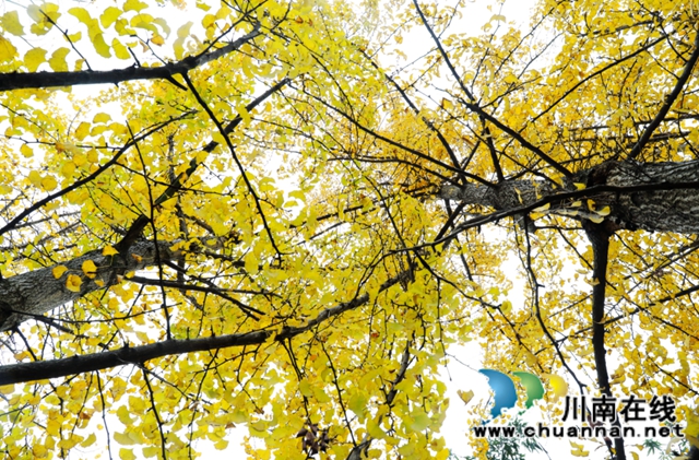 银杏黄了！酒城泸州迎来新一轮“颜值”高峰(图10)