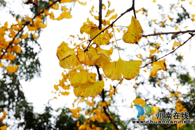 银杏黄了！酒城泸州迎来新一轮“颜值”高峰(图9)