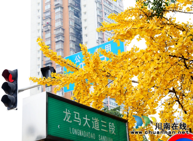 银杏黄了！酒城泸州迎来新一轮“颜值”高峰(图11)