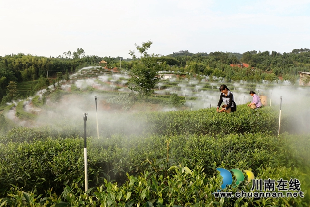 中国茶叶高级专家王云到泸州拂羽茶叶公司调研(图1) 中国茶叶高级专家王云到泸州拂羽茶叶公司调研(图1)