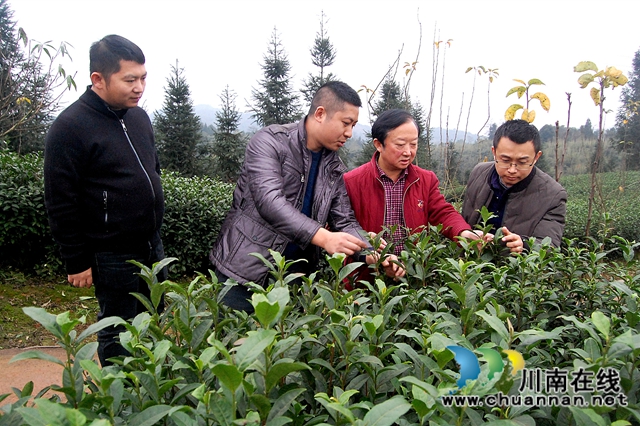 中国茶叶高级专家王云到泸州拂羽茶叶公司调研(图2) 中国茶叶高级专家王云到泸州拂羽茶叶公司调研(图2)