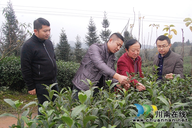 中国茶叶高级专家王云到泸州拂羽茶叶公司调研(图4) 中国茶叶高级专家王云到泸州拂羽茶叶公司调研(图4)