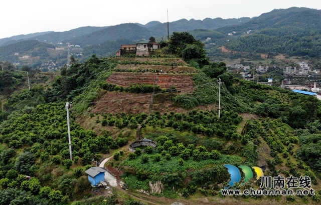 泸县石桥：全家人奋战七年  矸石山变成花果山！