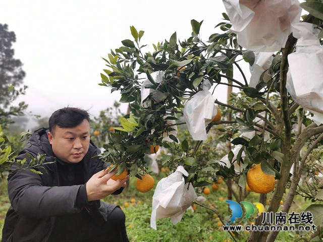 泸县石桥：全家人奋战七年  矸石山变成花果山！(图2)