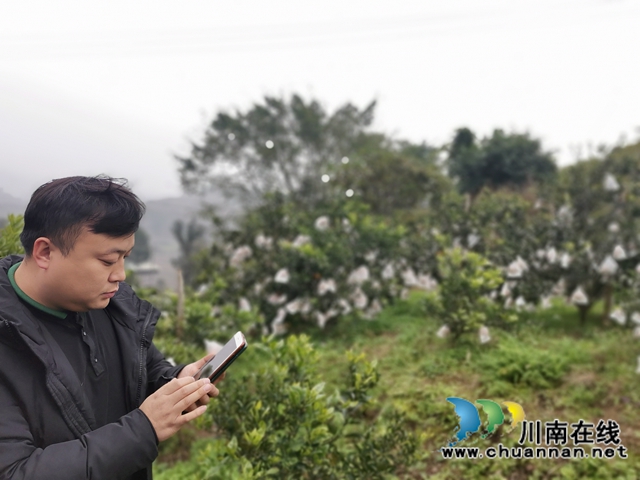 泸县石桥：全家人奋战七年  矸石山变成花果山！(图3)