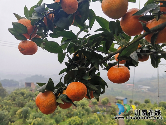 泸县石桥：全家人奋战七年  矸石山变成花果山！(图4)