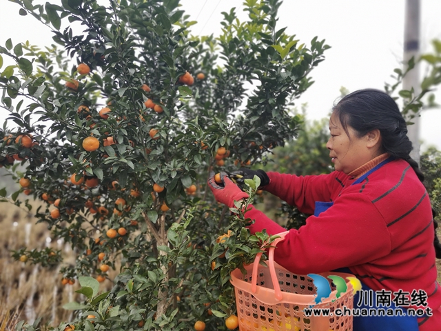 泸县石桥：全家人奋战七年  矸石山变成花果山！(图5)