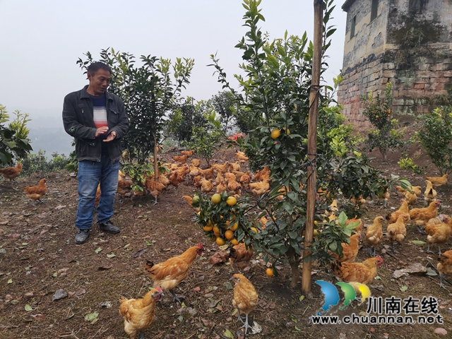 泸县石桥：全家人奋战七年  矸石山变成花果山！(图7)