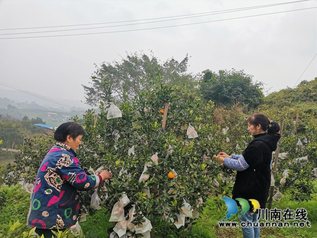 泸县石桥：全家人奋战七年  矸石山变成花果山！(图8)