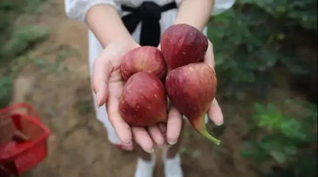 内江市威远县荣获“无花果中国特色农产品优势区”称号(图1)