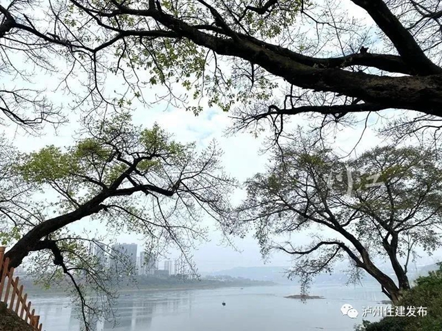 “保护古树•建设美丽泸州”征文活动落幕，98件作品获奖(图1)