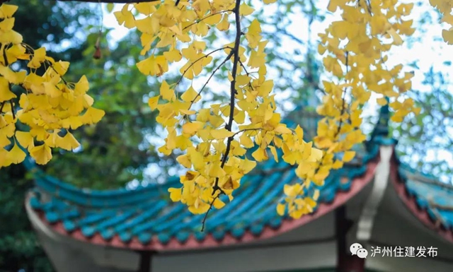 限时观赏！泸州这8个地方银杏金黄，速来打卡！(图1)