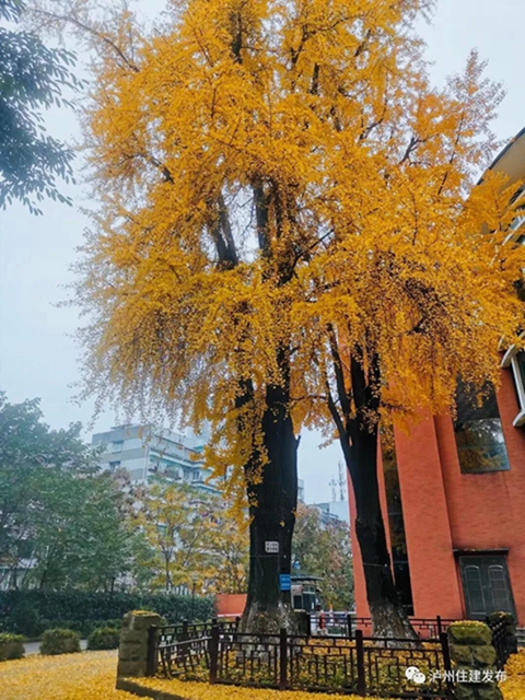 限时观赏！泸州这8个地方银杏金黄，速来打卡！(图4)