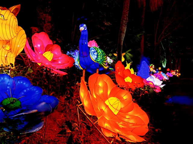 自贡彩灯点亮深圳！超多美图，快来一睹！(图13)