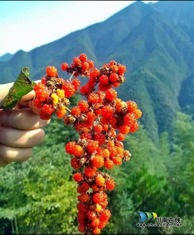 喜摘三月泡(图1)