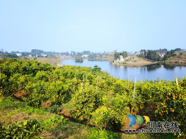 泸县立石镇：玉龙湖畔橘满青山(图3)