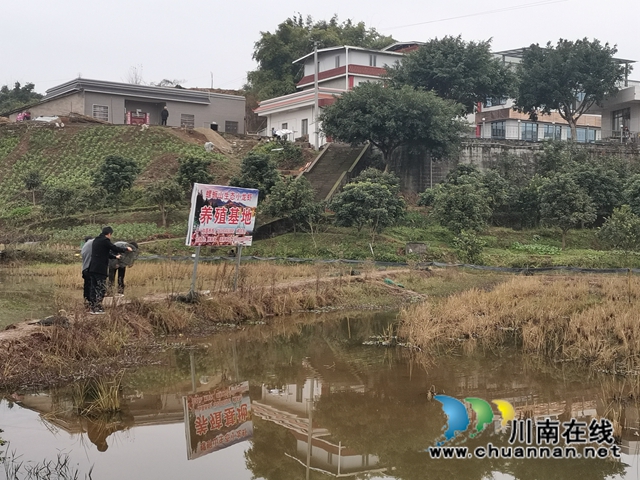 泸县：龙虾错时销售价格高，稻虾种养效益好(图2)