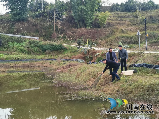 泸县：龙虾错时销售价格高，稻虾种养效益好(图4)