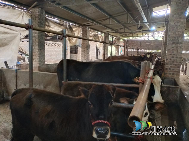 宜宾南溪区长兴镇红德村：村干部发动贫困户致富