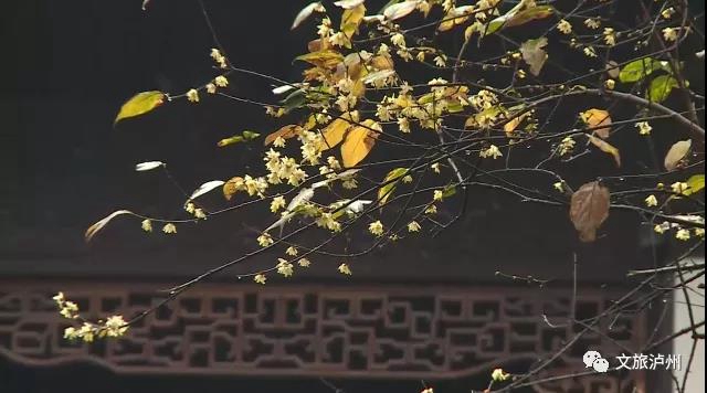 香喷喷!快来泸州这些地方赏蜡梅(图2) 香喷喷!快来泸州这些地方赏蜡梅(图2)