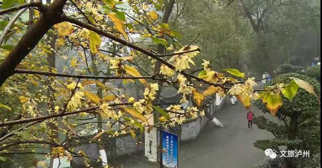 香喷喷!快来泸州这些地方赏蜡梅(图4) 香喷喷!快来泸州这些地方赏蜡梅(图4)