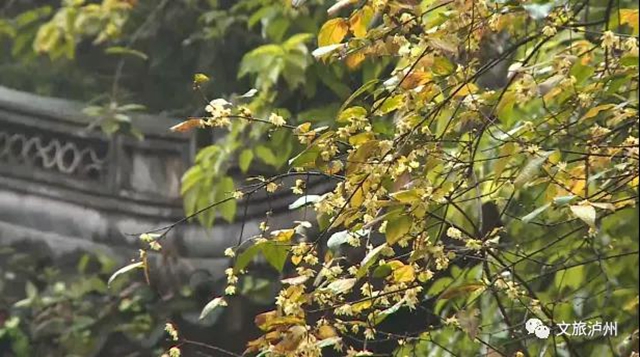 香喷喷!快来泸州这些地方赏蜡梅(图5) 香喷喷!快来泸州这些地方赏蜡梅(图5)