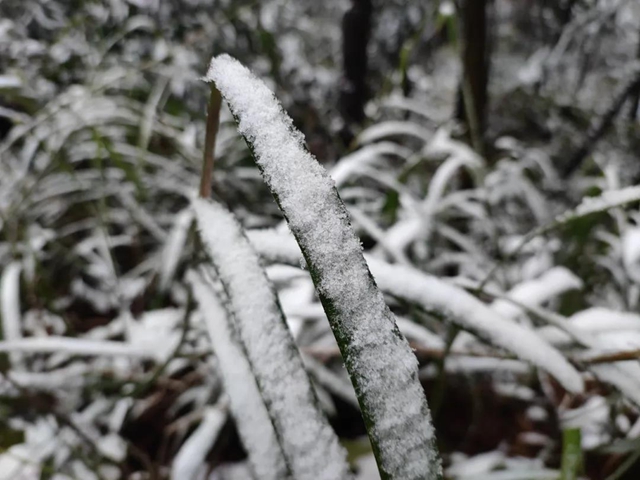 来方山，“雪”拼！(图8)