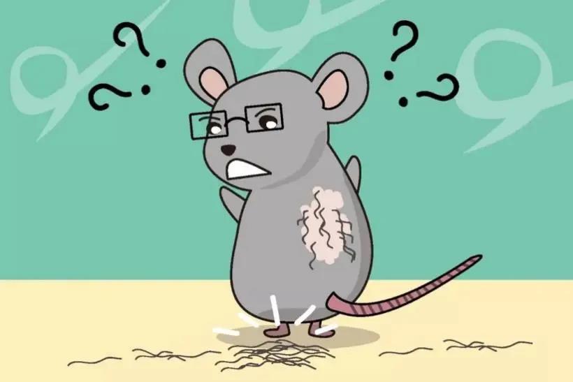 猪为何不得糖尿病？降糖药物可以抑制新冠病毒？快来看看那些我们不知道的奥秘(图6)
