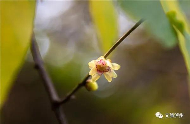 泸州城区腊梅地图请收好！花都开好了，只等你！(图12)