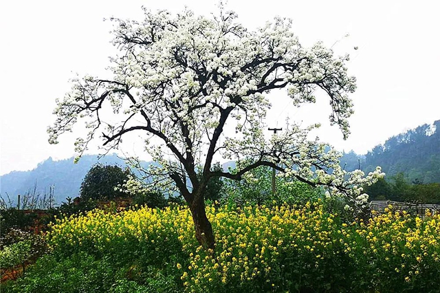 正在公示！宜宾这三个景区被省上点名！(图1)